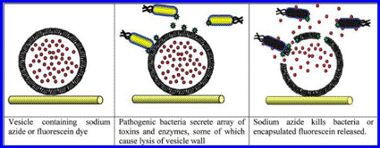 Image: When toxins secreted from pathogenic bacteria lyse a vesicle containing an antibacterial agent, the agent destroys the bacteria (photo courtesy University of Bath).